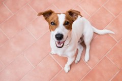 NYC-Brooklyn-Pets-Russell-Terrier-Dog-Photography-Petra-Romano-100